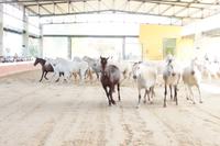 PRE - Andalusier - Cartujanos - Schimmel früher für die Zucht bevorzugt