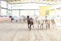 PRE - Andalusier - Cartujanos - Schimmel früher für die Zucht bevorzugt