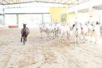 PRE - Andalusier - Cartujanos - Schimmel früher für die Zucht bevorzugt