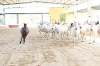 PRE - Pura Raza Española