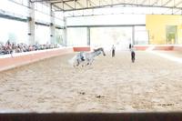 Wie viele Beine des Hengstes berühren noch den Boden?