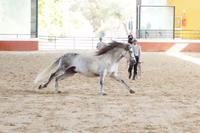 Pura Raza Española - Hengst