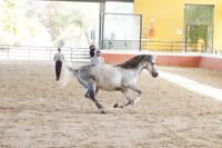 Man hat den Eindruck, dem Pferd macht's Spaß