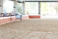  Yeguada Cartuja - Hierro del Bocado