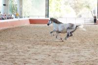 Yeguada Cartuja - Hierro del Bocado