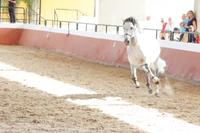 drei Hufe in der Luft