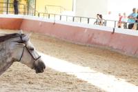 Yeguada Cartuja - Hierro del Bocado