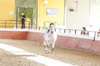 Yeguada Cartuja - Hierro del Bocado