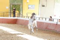Yeguada Cartuja - Hierro del Bocado