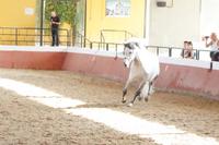 Yeguada Cartuja - Hierro del Bocado
