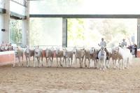 Die trächtigen Stuten sollen den Acker festigem