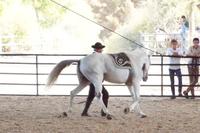 Das Pferd umrundet seinen Trainer 