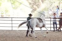 Das Pferd umrundet seinen Trainer 