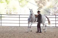 Das Pferd umrundet seinen Trainer 