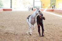 Yeguada Cartuja - Hierro del Bocado