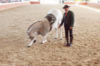 Yeguada Cartuja - Hierro del Bocado