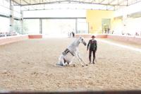 Yeguada Cartuja - Hierro del Bocado