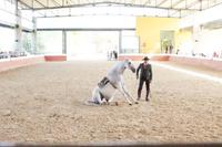 Yeguada Cartuja - Hierro del Bocado