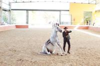 Yeguada Cartuja - Hierro del Bocado