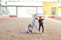 Yeguada Cartuja - Hierro del Bocado