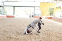 Yeguada Cartuja - Hierro del Bocado
