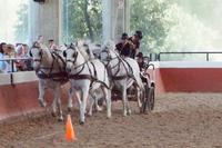 Sportlicher Vierspänner