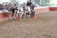 Sportlicher Vierspänner