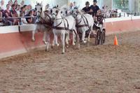 Sportlicher Vierspänner