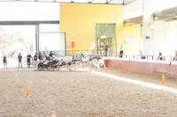 Sportlicher Vierspänner