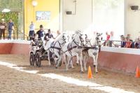 Sportlicher Vierspänner