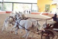 Sportlicher Vierspänner