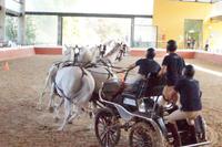 Sportlicher Vierspänner