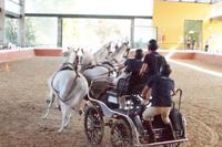 Sportlicher Vierspänner