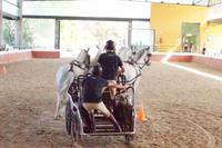 Sportlicher Vierspänner