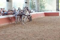 Sportlicher Vierspänner