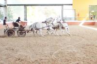 Sportlicher Vierspänner