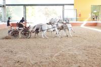 Sportlicher Vierspänner