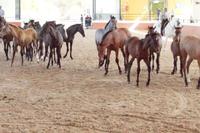 Die Fohlen zwischen Unsicherheit und Neugierde