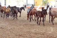 Die Fohlen zwischen Unsicherheit und Neugierde