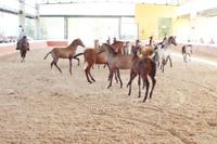 Pferde sind doch eigentlich schöne Tiere...