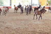 Yeguada Cartuja - Hierro del Bocado