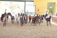 Yeguada Cartuja - Hierro del Bocado