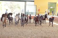 Yeguada Cartuja - Hierro del Bocado