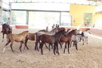 Yeguada Cartuja - Hierro del Bocado