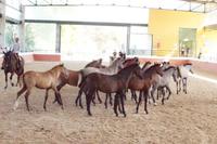 Yeguada Cartuja - Hierro del Bocado