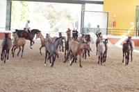 Yeguada Cartuja - Hierro del Bocado