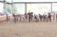 Yeguada Cartuja - Hierro del Bocado