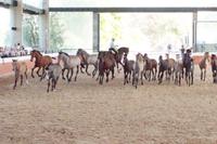 Yeguada Cartuja - Hierro del Bocado