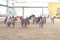 Yeguada Cartuja - Hierro del Bocado