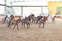 Pferde sind doch eigentlich schöne Tiere...